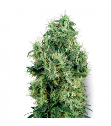 White Gold fem. White Label