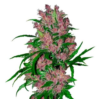 Auto Purple Bud fem. White Label