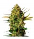 Auto White Skunk fem. White Label