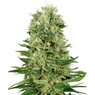 Auto Skunk N1 fem. White Label
