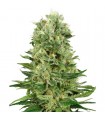 Auto Skunk N1 fem. White Label