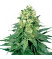 Auto White Widow fem. White Label