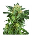 Auto Snow Ryder fem. White Label