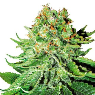 Auto NL fem. White Label