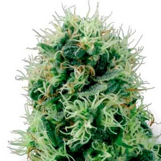 Auto Pure Power Plant fem. White Label