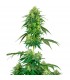 Strawberry Kush 10 u. fem. White Label