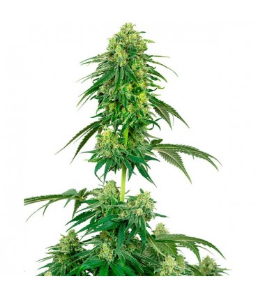 Strawberry Kush 10 u. fem. White Label