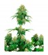 Girl Scout Cookies 10 u. fem. White Label