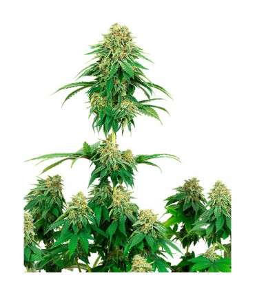 Girl Scout Cookies 10 u. fem. White Label