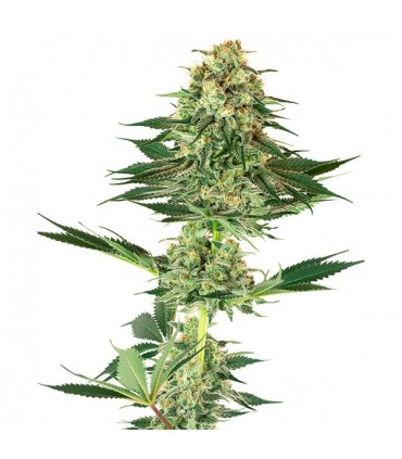 Banana Kush 10 u. fem. White Label