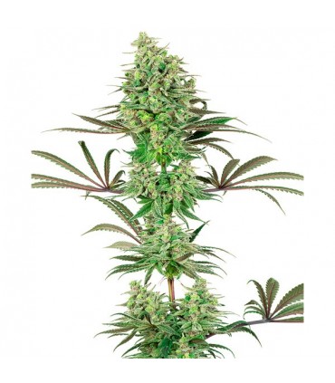 Double Banana Kush  5 u. fem. White Label