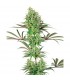 Double Banana Kush 10 u. fem. White Label