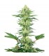 White Gorilla Haze  5 u. fem. White Label