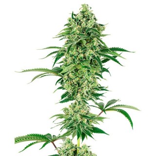 Nicole Hindu Kush fem. White Label