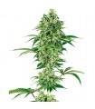 Nicole Hindu Kush fem. White Label