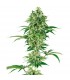 Nicole Hindu Kush  10 u. fem. White Label