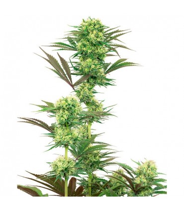 Guava Jelly 10 u. fem. White Label