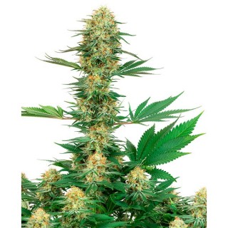 Gelato N420  5 u. fem. White Label