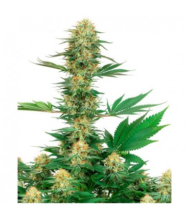 Gelato N420  5 u. fem. White Label