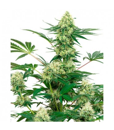 Wedding Cheesecake  5 u. fem. White Label