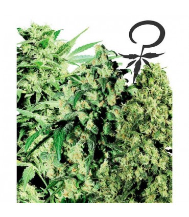 Female Mix 10 u. fem. White Label