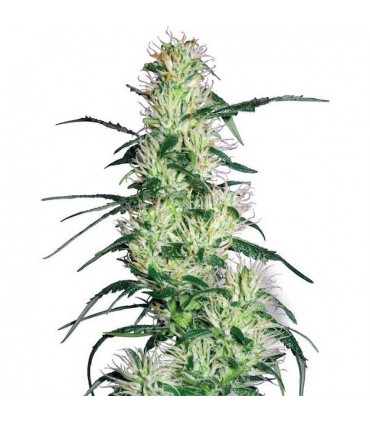 Purple Haze  10 u. fem. White Label