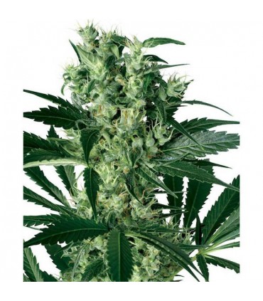 X-Haze 10 u. fem. White Label