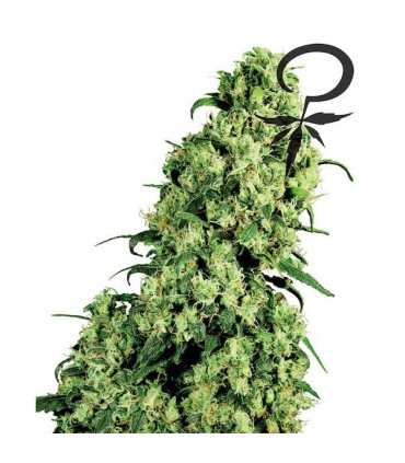 Skunk N1 - 10 u. fem. White Label