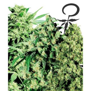 Female Mix fem. White Label