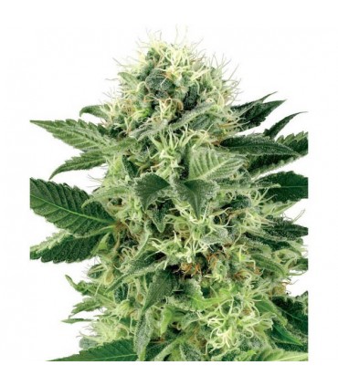 Northern Lights  5 u. fem. White Label