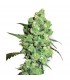 Super Skunk  5 u. fem. White Label