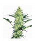 White Diesel  5 u. fem. White Label