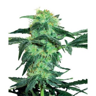 White Ice  5 u. fem. White Label