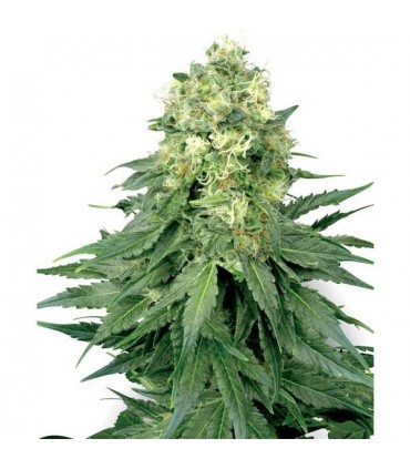 White Widow  5 u. fem. White Label