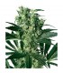 X-Haze  5 u. fem. White Label