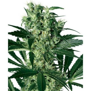 X-Haze  5 u. fem. White Label