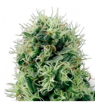 Auto Pure Power Plant  3 u. fem. White Label