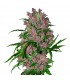Auto Purple Bud 10 u. fem. White Label