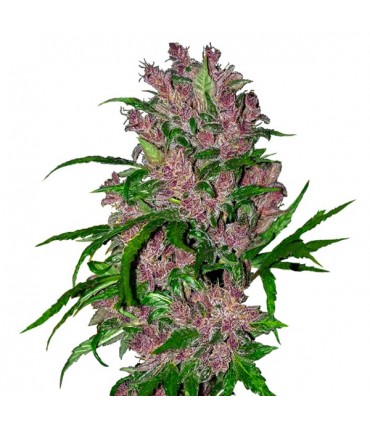 Auto Purple Bud 10 u. fem. White Label