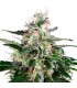 Auto Master Kush  3 u. fem. White Label