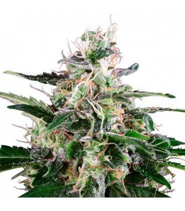 Auto Master Kush  3 u. fem. White Label