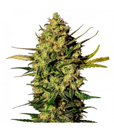 Auto White Skunk 10 u. fem. White Label