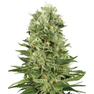 Auto Skunk N1   3 u. fem. White Label