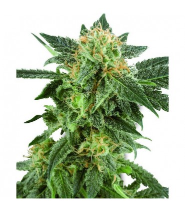 Auto Snow Ryder 10 u. fem. White Label