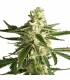 Auto White Diesel Haze 10 u. fem. White Label