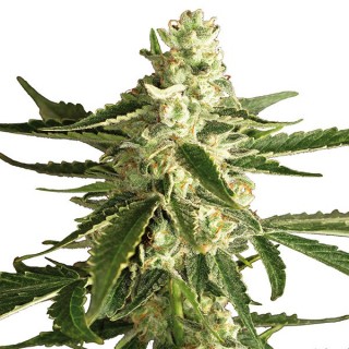 Auto White Diesel Haze 10 u. fem. White Label