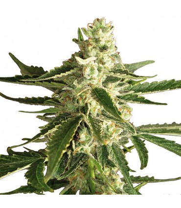 Auto White Diesel Haze 10 u. fem. White Label