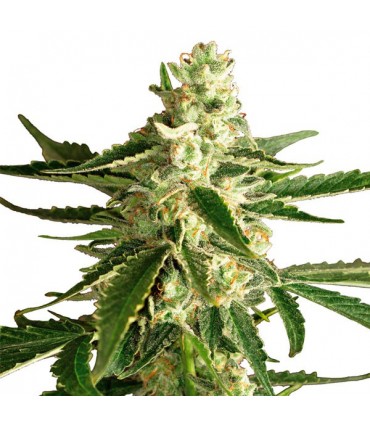 Auto White Diesel Haze  3 u. fem. White Label