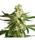 Auto White Diesel Haze  5 u. fem. White Label