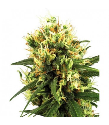 Auto White Haze   3 u. fem. White Label